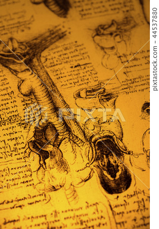 Anatomy Anatomy 44537880