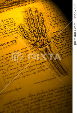 Anatomy Anatomy 44537882