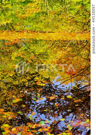 A water surface and a maple 44538097