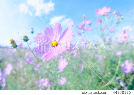 Fluffy cosmos 44538150