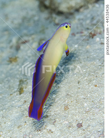 Akebono-nohase 44538436