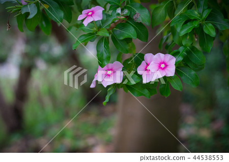 Catharanthus Roseus Flower or Rosy Periwinkle 44538553