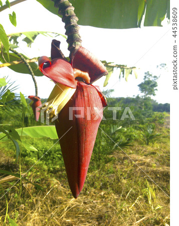 Banana blossom Banana blossom 44538609