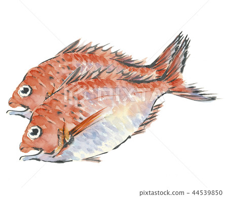 Two fish 44539850