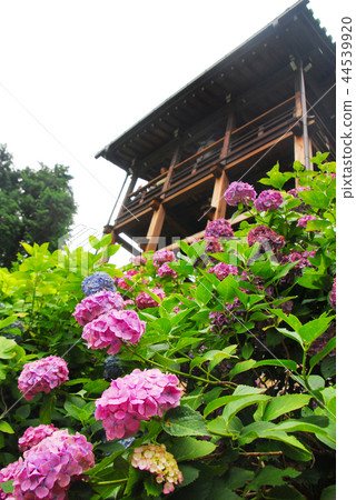瞭望Zenji寺和繡球花 瞭望Zenji寺和繡球花 44539920