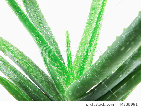 Aloe vera plant isolated on white background 44539961