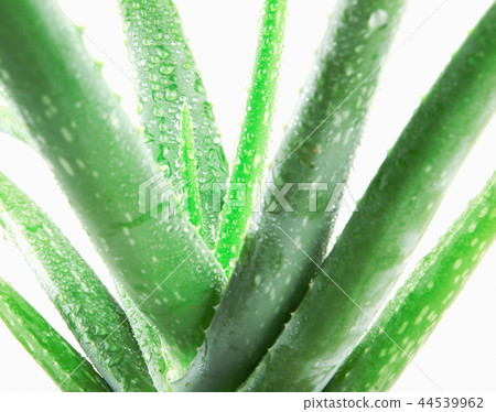 Aloe vera plant isolated on white background Aloe vera plant isolated on white background 44539962