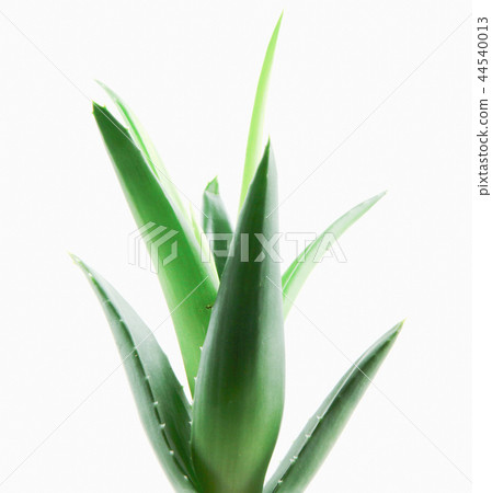 Aloe vera plant isolated on white background Aloe vera plant isolated on white background 44540013