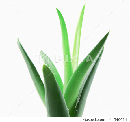 Aloe vera plant isolated on white background 44540014