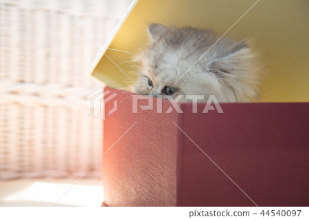 Cute kitten in gift box 44540097