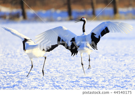 Cranberries Cranberries 44540175