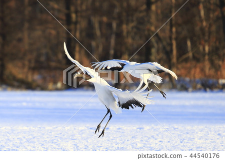 Cranberries Cranberries 44540176