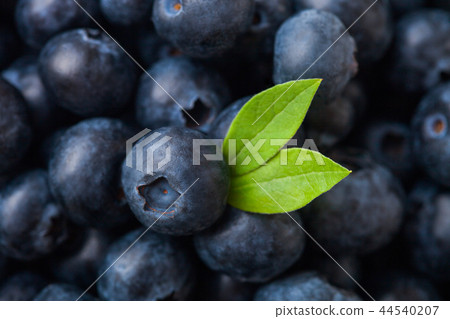 Fresh raw organic blueberries with leaf in pile.  44540207