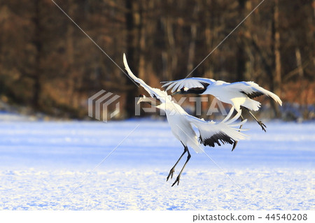 Cranberries Cranberries 44540208