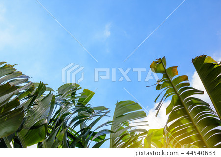 Big green banana leaves of exotic palm tree on sky Big green banana leaves of exotic palm tree on sky 44540633