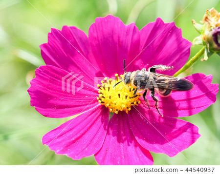 White-tailed eagle bee 44540937