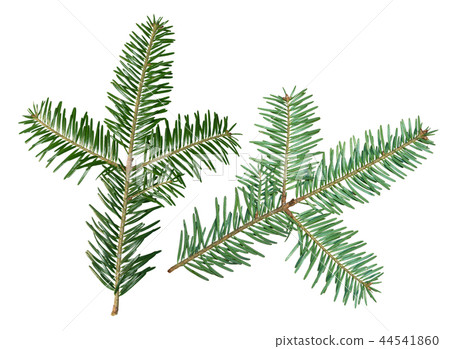 A fir tree Abies sibirica branch is isolated on a white background 44541860