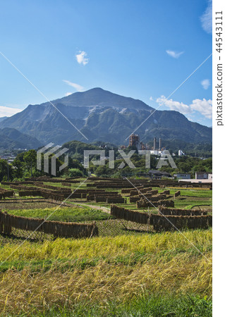 Terakasaka Tanada in the time of rice harvesting 44543111