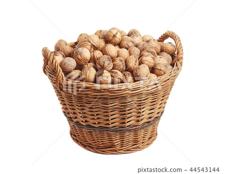 Collecting walnuts in a basket Collecting walnuts in a basket 44543144
