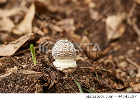 Mushroom growing in a forest Mushroom growing in a forest 44543187