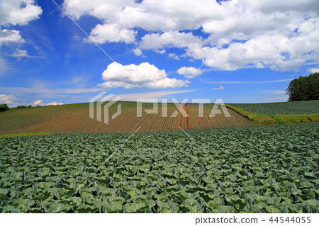 Mt. Asama Mt. Tsumagoi Kogen cabbage Mt. Asama Mt. Tsumagoi Kogen cabbage 44544055