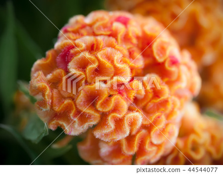 橙色基多 44544077