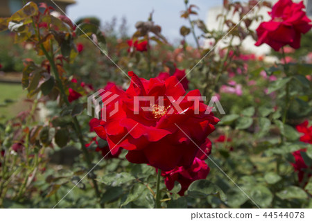 Arao City Ominous Citizen Flower Bed Rose Flower, Arao City Ominous Citizen Flower Bed Rose Flower, 44544078