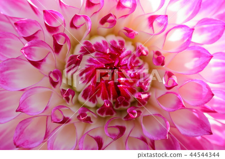 Dahlia _ Hakuman Dahlia _ Hakuman 44544344
