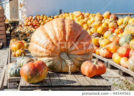 one main biggest vegitable in front of diferent pumpkins 44544561