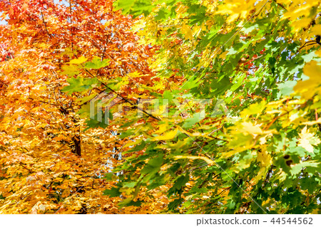 autumn yellow leaves textured background sunny light autumn yellow leaves textured background sunny light 44544562