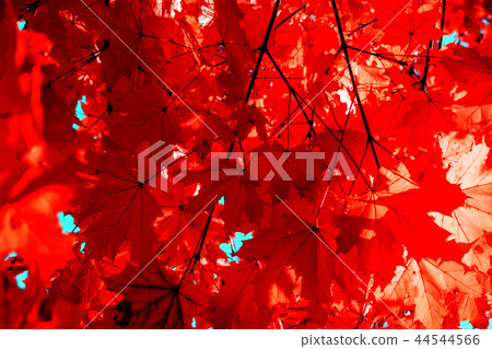 autumn red leaves textured background sunny light 44544566