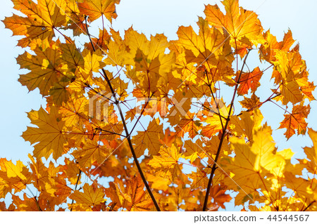 autumn yellow leaves textured background sunny light 44544567
