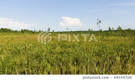 swamp bulrush swamp bulrush 44544700