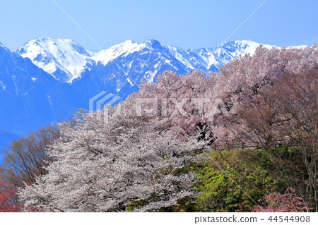 中央阿爾卑斯山的櫻花和降雪 44544908