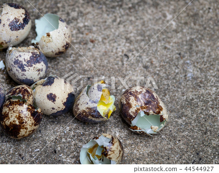close up of quail eggs shell on the cement floor 44544927
