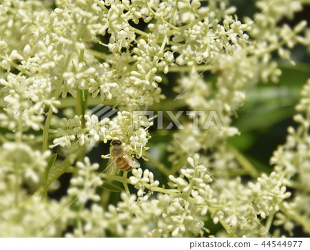 House shrew and bee 44544977