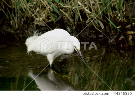 Heron Heron 44546550