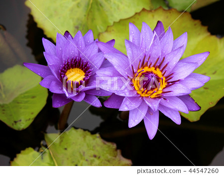 紫色熱帶睡蓮（5） 44547260