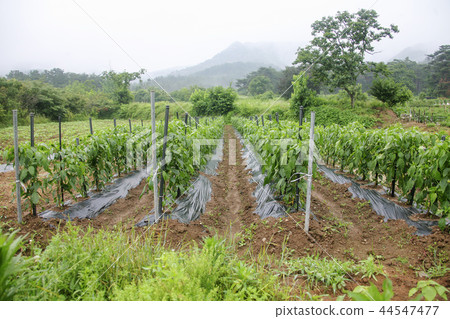 Rural, garden Rural, garden 44547477