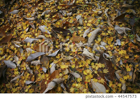 秋天的落葉 44547573