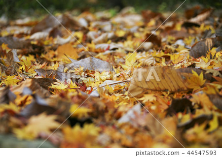 秋天的落葉 44547593