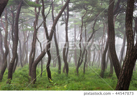 Gyeongsangbuk-do, Korea, Gyeongju, Sansung, Soso Gyeongsangbuk-do, Korea, Gyeongju, Sansung, Soso 44547873