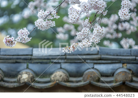 Gyeongsangbuk-do, Korea, Gyeongju, Daehungwon Gyeongsangbuk-do, Korea, Gyeongju, Daehungwon 44548023