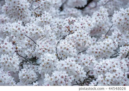 Gyeongsangbuk-do, Korea, Gyeongju, Daehungwon Gyeongsangbuk-do, Korea, Gyeongju, Daehungwon 44548026