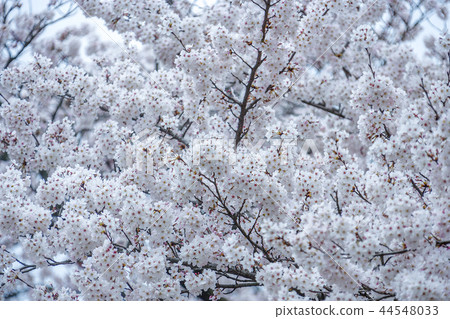 Gyeongsangbuk-do, Korea, Gyeongju, Daehungwon Gyeongsangbuk-do, Korea, Gyeongju, Daehungwon 44548033