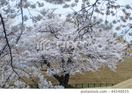 Gyeongsangbuk-do，韓國，慶州，Daehungwon 44548035