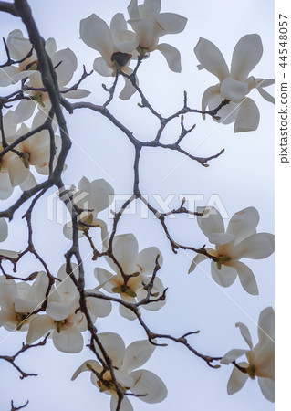 Gyeongsangbuk-do, Korea, Gyeongju, Daehungwon Gyeongsangbuk-do, Korea, Gyeongju, Daehungwon 44548057