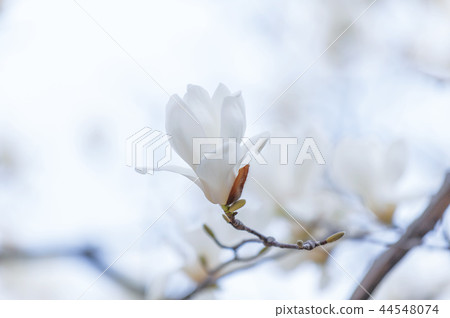 Gyeongsangbuk-do, Korea, Gyeongju, Daehungwon Gyeongsangbuk-do, Korea, Gyeongju, Daehungwon 44548074