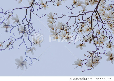 Gyeongsangbuk-do, Korea, Gyeongju, Daehungwon Gyeongsangbuk-do, Korea, Gyeongju, Daehungwon 44548086