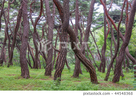 Gyeongsangbuk-do，韓國，慶州，Sansung，Soso 44548368